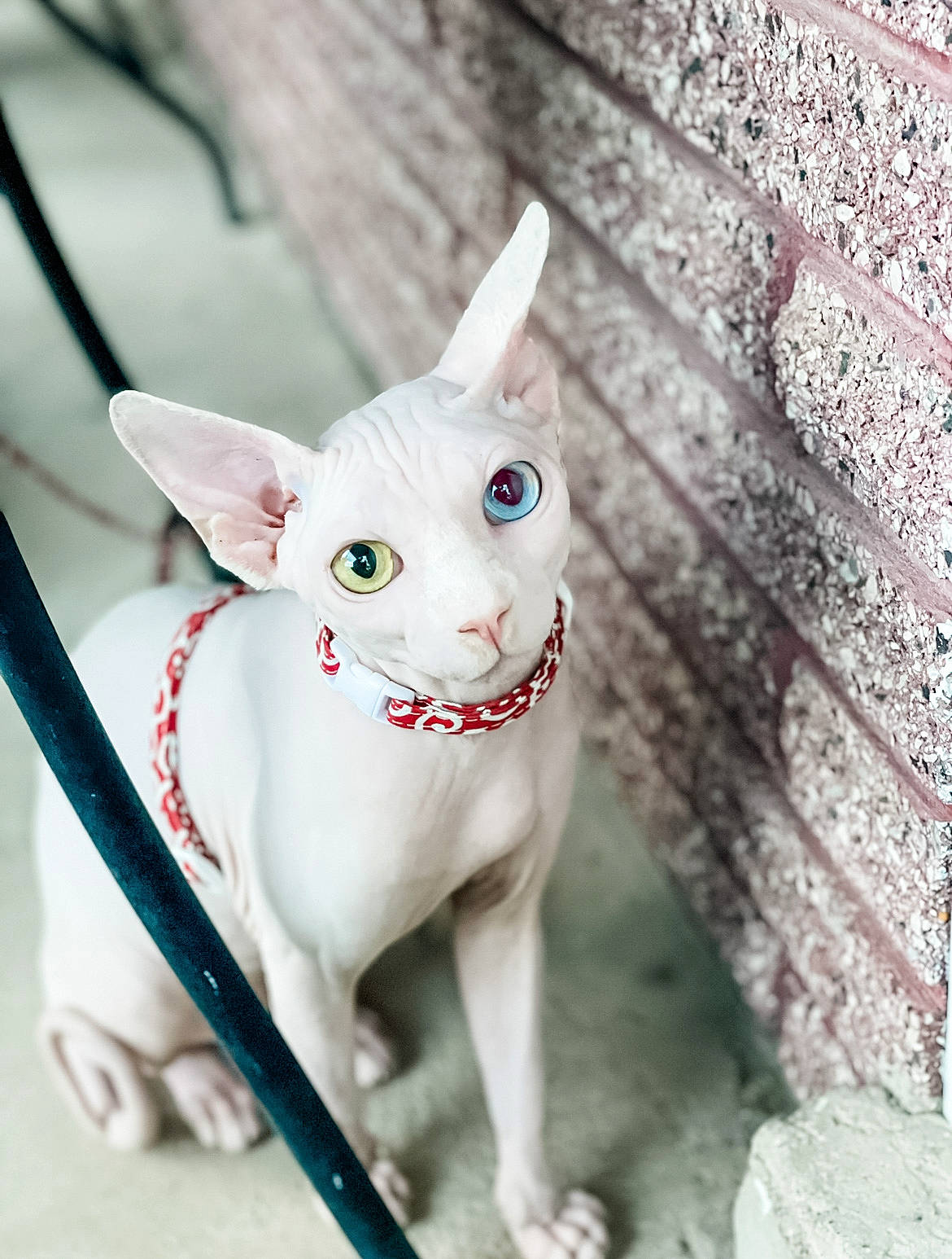 Mo joined the competition — help win amazing prizes! canidae, carmine, carnivore, cat, ceramic, collar, fashion_accessory, fawn, felidae, fictional_character, fur, grey, sculpture, small_to_medium_sized_cats, tail, terrestrial_animal, toy, twig, whiskers, wood