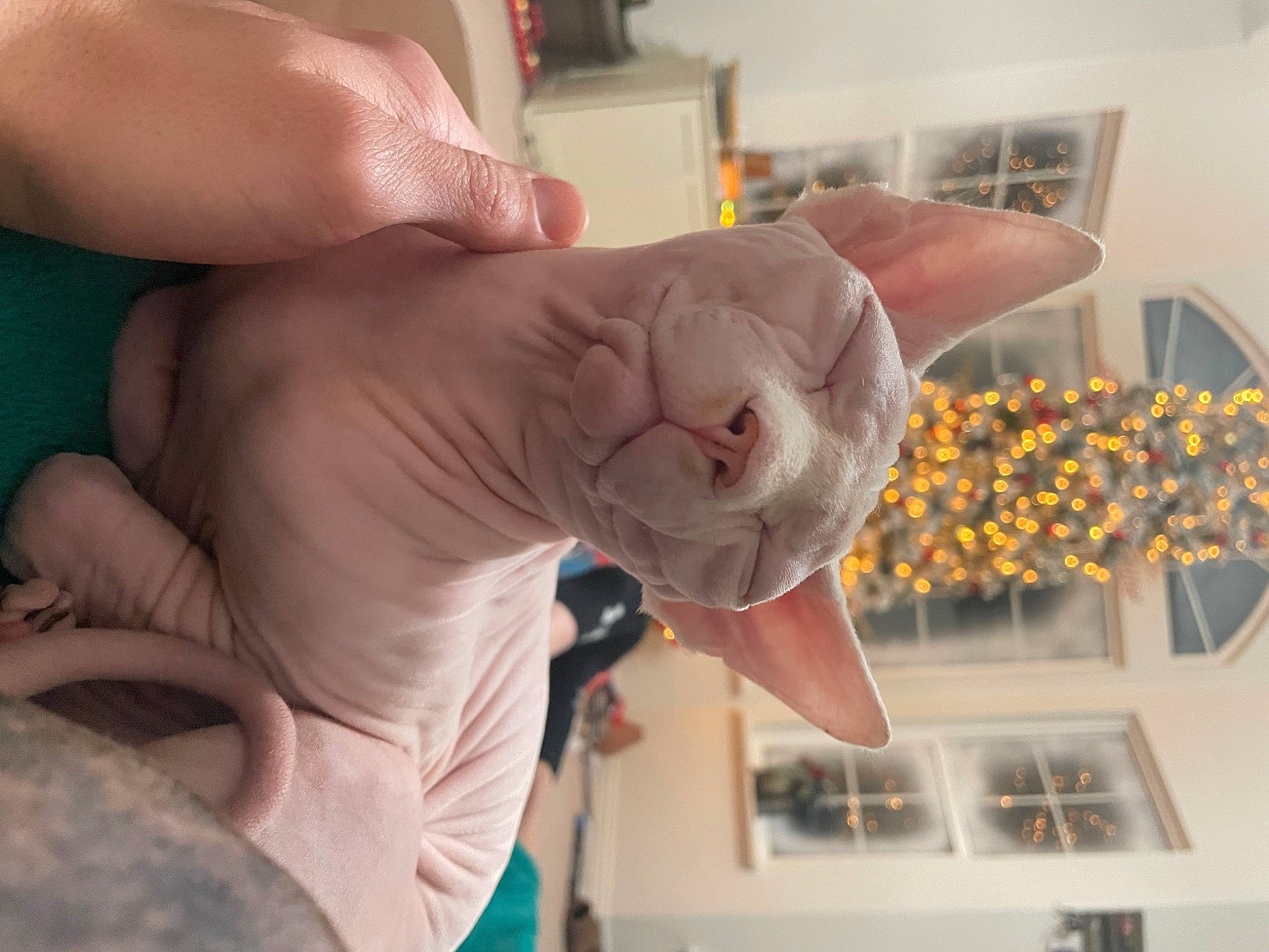 Mo joined the competition — help win amazing prizes! art, child, circle, finger, gesture, hand, nail, plant, research, science, thumb, tree, visual_arts, wood, wrinkle, wrist