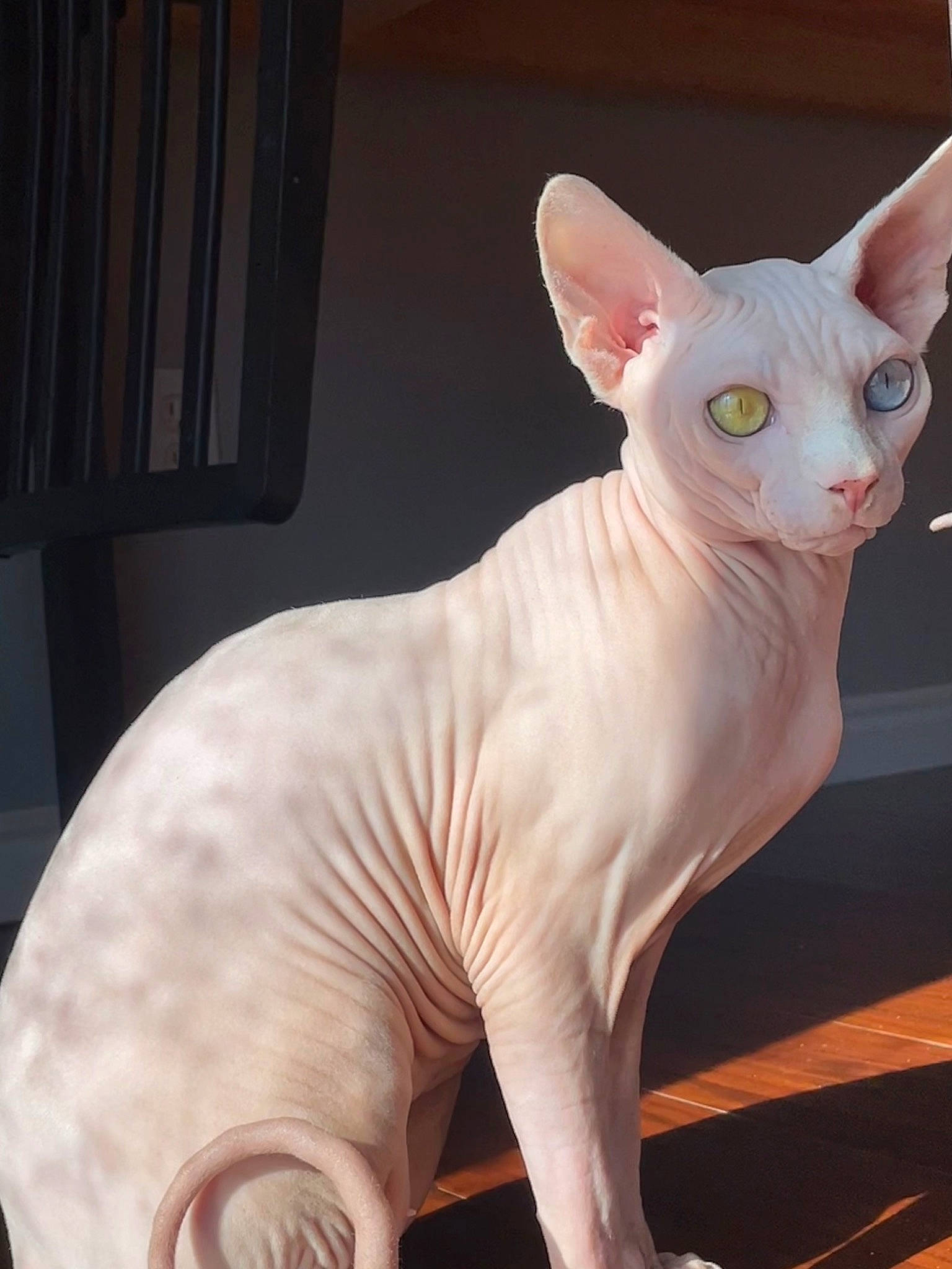 Mo joined the competition — help win amazing prizes! animal_figure, art, canidae, carmine, carnivore, cat, creative_arts, donskoy, fawn, felidae, peterbald, sculpture, small_to_medium_sized_cats, snout, sphynx, tail, terrestrial_animal, toy, ukrainian_levkoy, whiskers