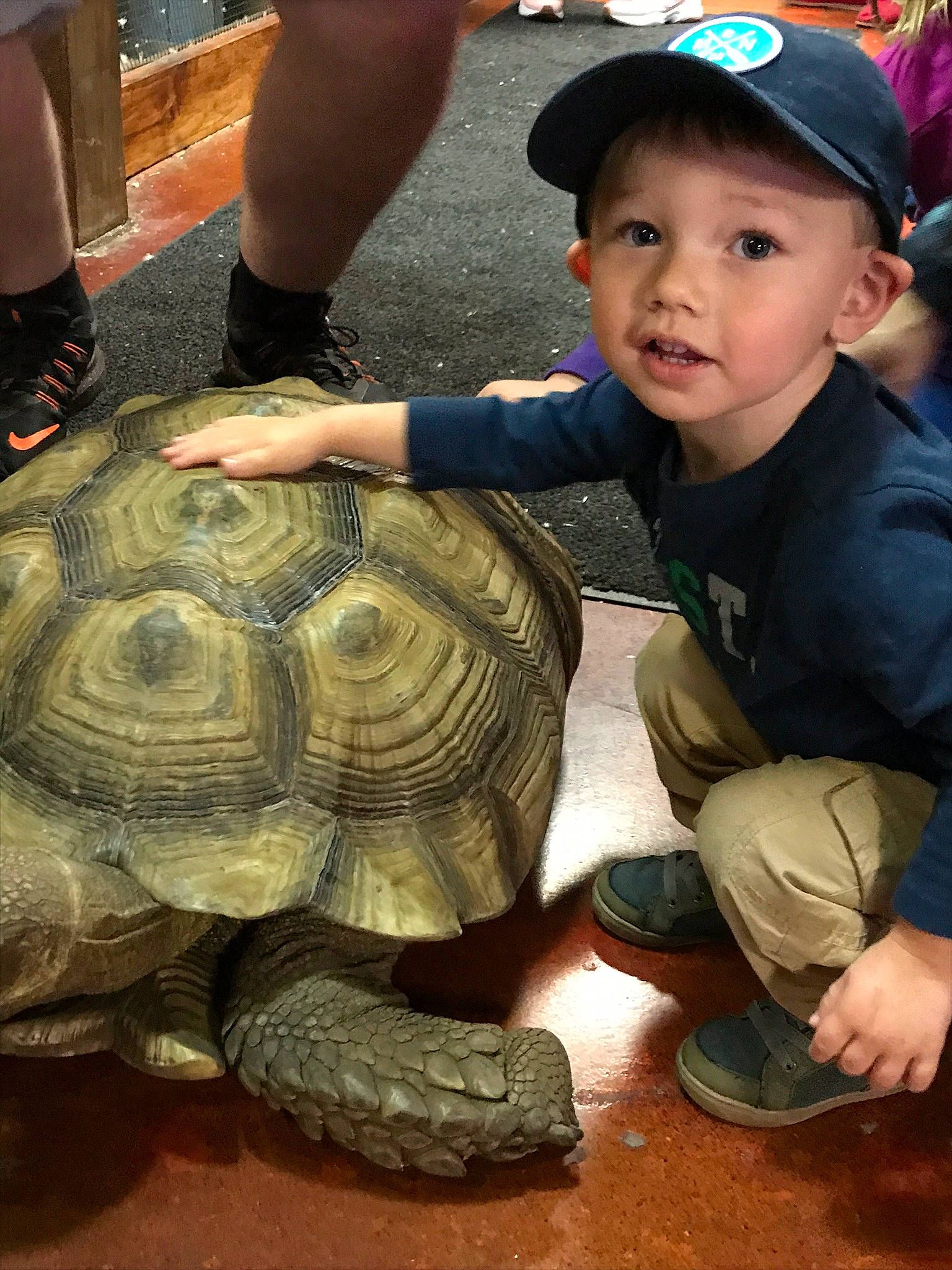 Karsen is registered to the contest to win money with this photo: adaptation, box_turtle, chelonoidis, common_snapping_turtle, desert_tortoise, galapagos_tortoise, gopher_tortoise, person, pond_turtle, reptile, smile, terrapin, tortoise, turtle