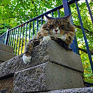 Stormy is registered to the contest to win money with this photo: animal, cat, closeup, concrete_blocks, daylight, feline, fluffy, fur, greenery, leaf, nature, outdoor, paw, pet, portrait, railing, relaxed, resting, tree, urban