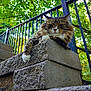 animal, cat, closeup, concrete_blocks, daylight, feline, fluffy, fur, greenery, leaf, nature, outdoor, paw, pet, portrait, railing, relaxed, resting, tree, urban