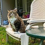 Stormy joined the competition — help win amazing prizes! animal, backyard, cat, chair, curious, feline, glass_table, grass, house, outdoor, pet, plant_pot, plastic_chair, potted_plants, sitting, tabby_cat, table, white_chest, white_paws, window