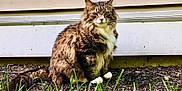 Stormy is registered to the contest to win money with this photo: animal, cat, cute, daylight, feline, fur, garden, grass, green_eyes, ground, house_siding, mammal, nature, outdoor, pet, portrait, sitting, tabby_cat, whiskers, white_paws
