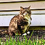 animal, cat, cute, daylight, feline, fur, garden, grass, green_eyes, ground, house_siding, mammal, nature, outdoor, pet, portrait, sitting, tabby_cat, whiskers, white_paws