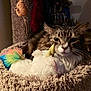 Stormy joined the competition — help win amazing prizes! animal, brown_tabby, cat, cat_tree, closeup, cozy, cute, dim_lighting, feline, furry, indoor, pet, plush_toy, rainbow_tail, relaxed, resting, soft_texture, stuffed_animal, unicorn, whiskers