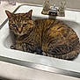 cat, tabby_cat, sink, bathroom, faucet, countertop, mirror, pet, green_eyes, whiskers, fur, resting, curled_up, indoor, porcelain, tap_handle, household, close_up, cute, sitting
