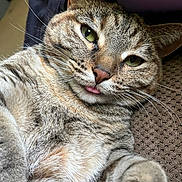 Bear joined the competition — help win amazing prizes! cat, tabby_cat, tongue_out, blep, whiskers, close_up, pet, feline, green_eyes, fur, paw, lying_down, cozy, indoor, portrait, cute, sleepy, nose, relaxed, bedding