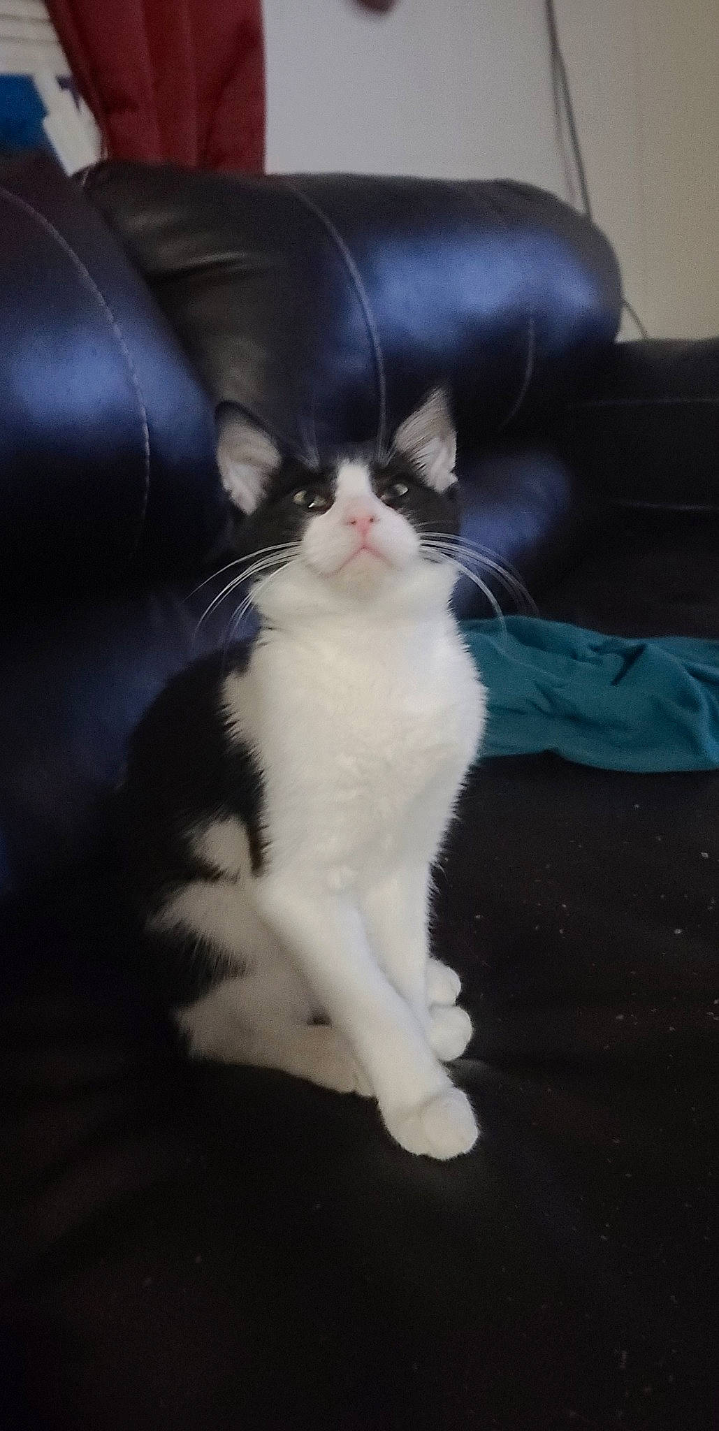 Derek is registered to the contest to win money with this photo: carnivore, cat, claw, comfort, domestic_short_haired_cat, eye, felidae, foot, fur, human_leg, paw, sitting, small_to_medium_sized_cats, snout, tail, whiskers