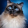 alert, animal, background, blue_background, blue_eyes, cat, close_up, cute, domestic_cat, ears, face, feline, fluffy, fur, indoor, long_hair, majestic, pet, portrait, whiskers