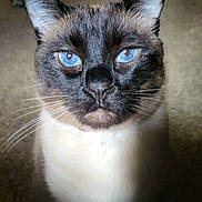 Chubby is registered to the contest to win money with this photo: cat, blue_eyes, close_up, whiskers, fur, pet, animal, portrait, indoor, mammal, face, ears, nose, looking, feline, domestic_cat, alert, calm, focused