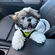 Dexter joined the competition — help win amazing prizes! puppy, dog, car_interior, car_seat, yellow_harness, fluffy, cute, pet, animal, mouth_open, leather_seat, front_seat, small_dog, fur, tongue, paw, adorable, transportation, vehicle, seat