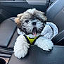 puppy, dog, car_interior, car_seat, yellow_harness, fluffy, cute, pet, animal, mouth_open, leather_seat, front_seat, small_dog, fur, tongue, paw, adorable, transportation, vehicle, seat