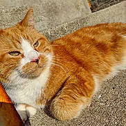 Oliver is registered to the contest to win money with this photo: animal, cat, closeup, concrete, daylight, feline, ginger_cat, outdoor, paw, pet, portrait, relaxed, resting, steps, sunlight, texture, urban, warm_light, whiskers, white_fur