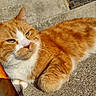 animal, cat, closeup, concrete, daylight, feline, ginger_cat, outdoor, paw, pet, portrait, relaxed, resting, steps, sunlight, texture, urban, warm_light, whiskers, white_fur