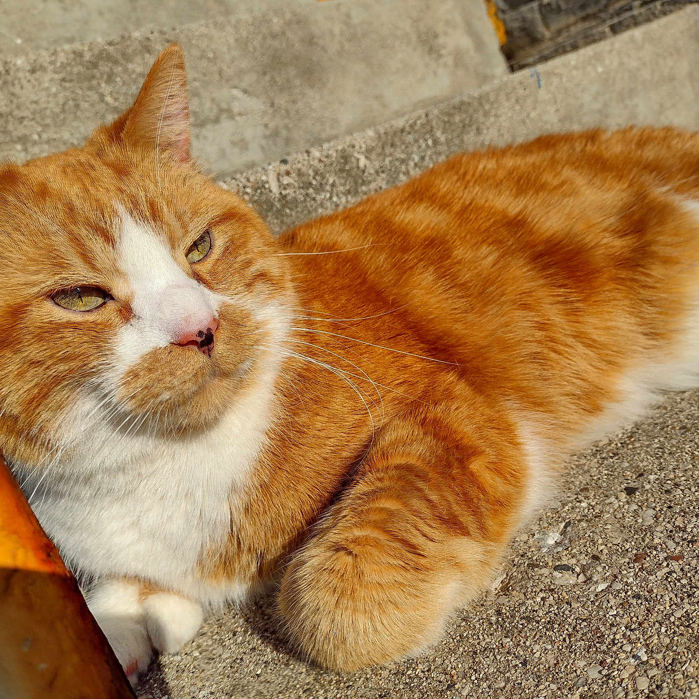Oliver