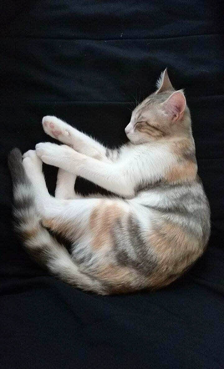 Mulan participe au concours pour gagner de l'argent avec cette photo : aegean_cat, american_wirehair, asian, carnivore, cat, cat_bed, comfort, egyptian_mau, european_shorthair, fawn, felidae, fur, kitten, nap, paw, polydactyl_cat, small_to_medium_sized_cats, tabby_cat, tail, whiskers