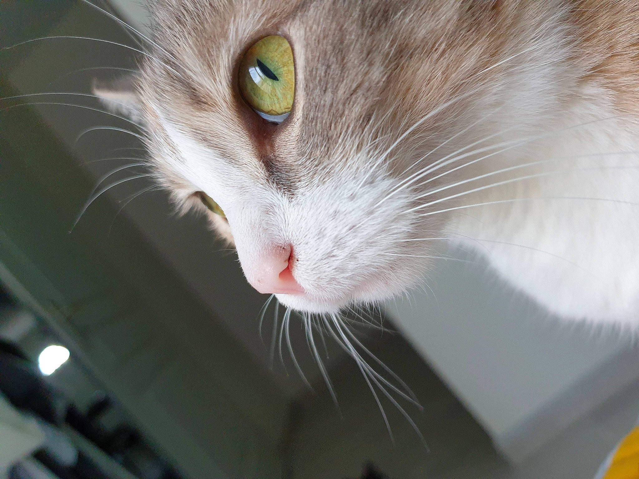 Mulan a rejoint le concours — aidez-le/la à gagner de superbes lots ! aegean_cat, carnivore, cat, close_up, domestic_short_haired_cat, ear, european_shorthair, eye, felidae, fur, kitten, norwegian_forest_cat, nose, small_to_medium_sized_cats, snout, turkish_van, whiskers