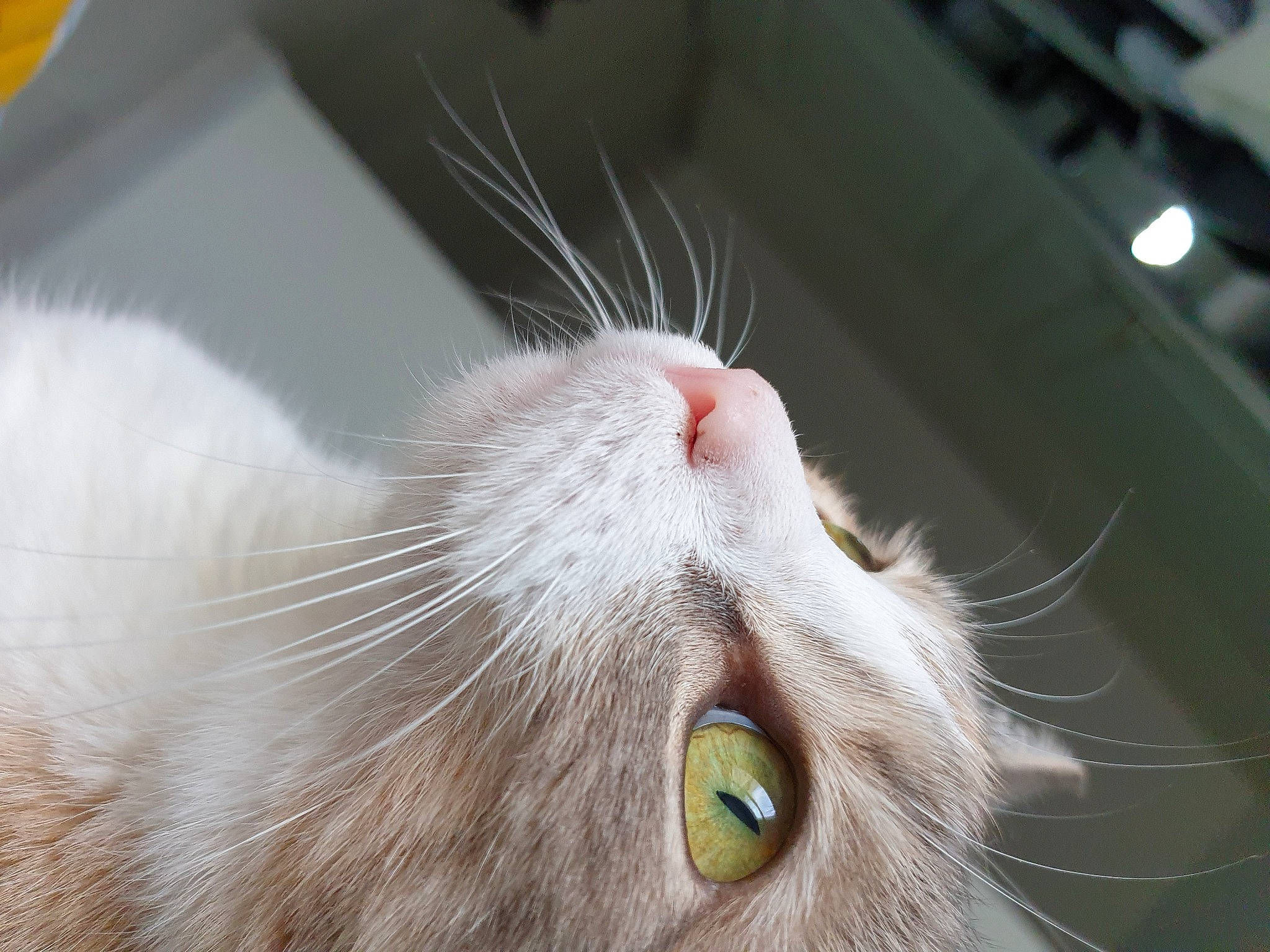 Mulan participe au concours pour gagner de l'argent avec cette photo : american_curl, carnivore, cat, close_up, domestic_long_haired_cat, ear, eye, fawn, felidae, fur, nose, organ, small_to_medium_sized_cats, snout, turkish_angora, whiskers