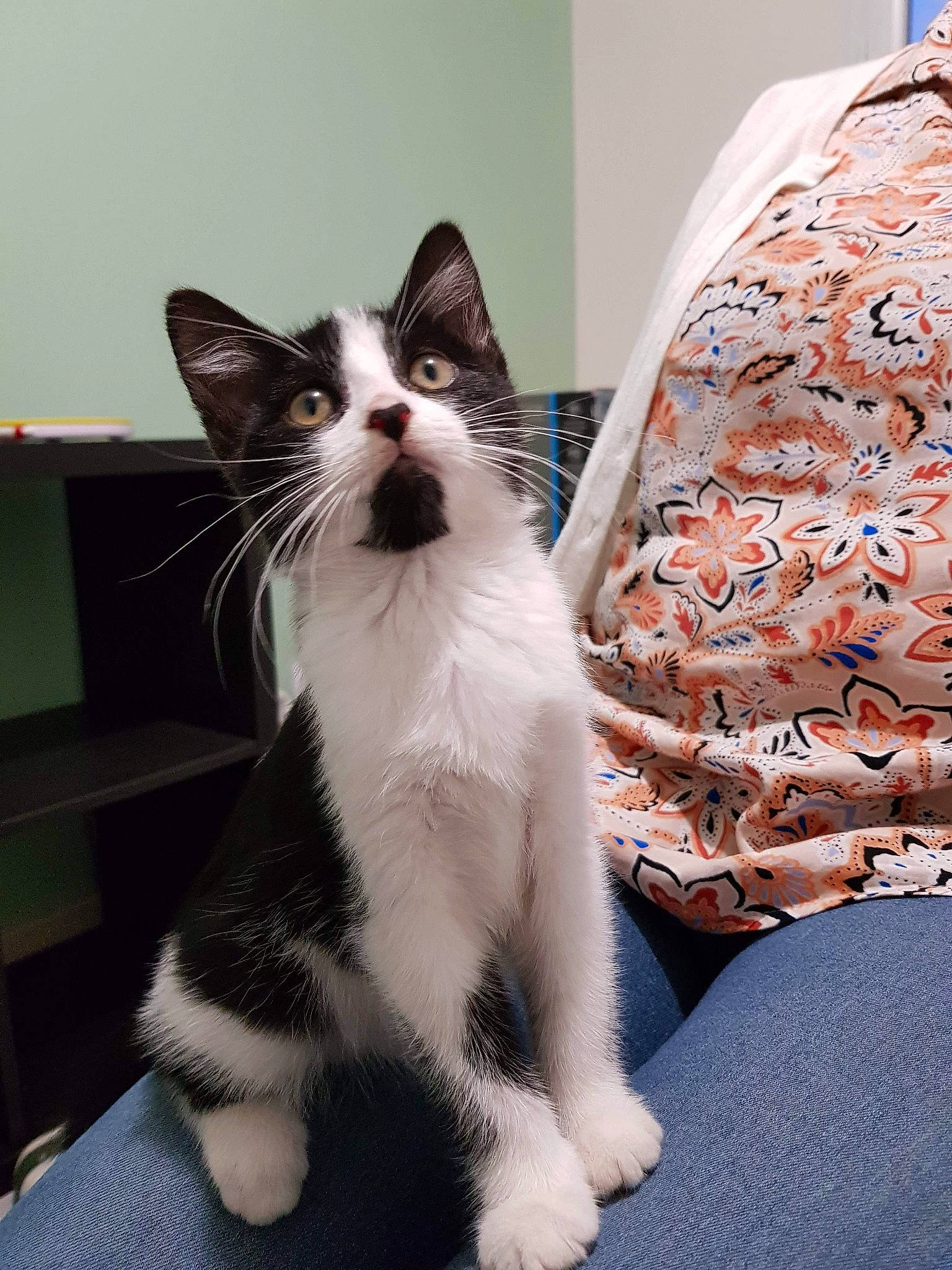 Mochi a rejoint le concours — aidez-le/la à gagner de superbes lots ! aegean_cat, american_wirehair, black_and_white, carnivore, cat, domestic_short_haired_cat, european_shorthair, felidae, fur, kitten, mammal, paw, polydactyl_cat, sitting, small_to_medium_sized_cats, snout, tail, whiskers