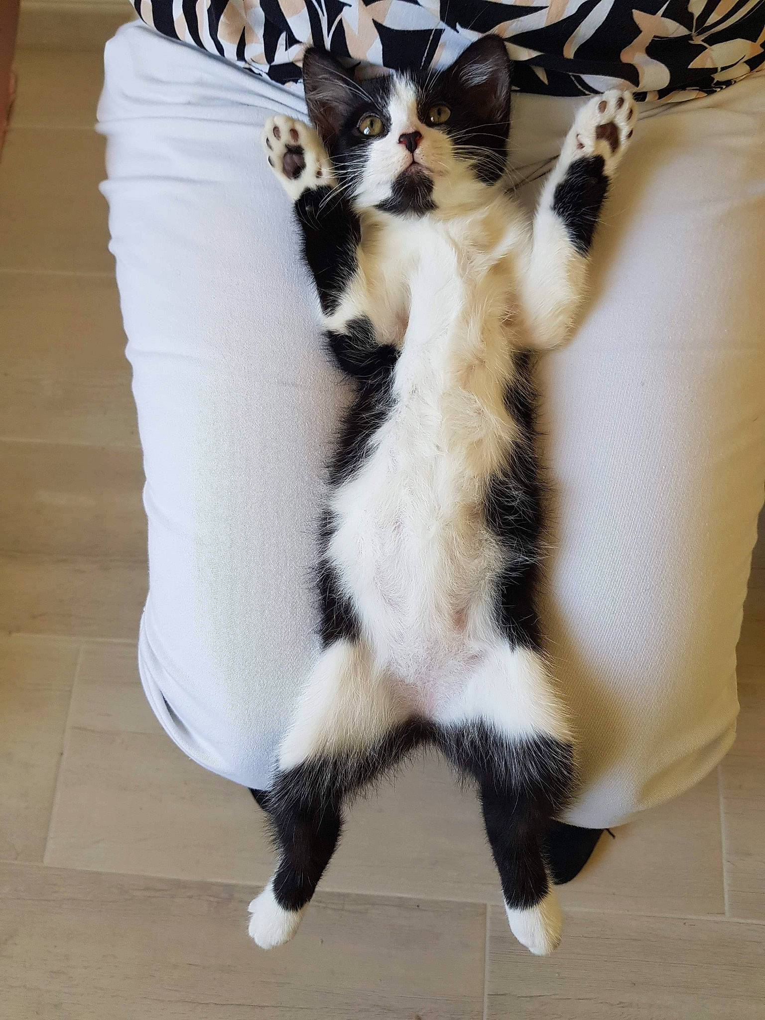 Mochi participe au concours pour gagner de l'argent avec cette photo : black_and_white, carnivore, cat, claw, felidae, fur, japanese_bobtail, kitten, leg, mammal, paw, polydactyl_cat, small_to_medium_sized_cats, tail, whiskers