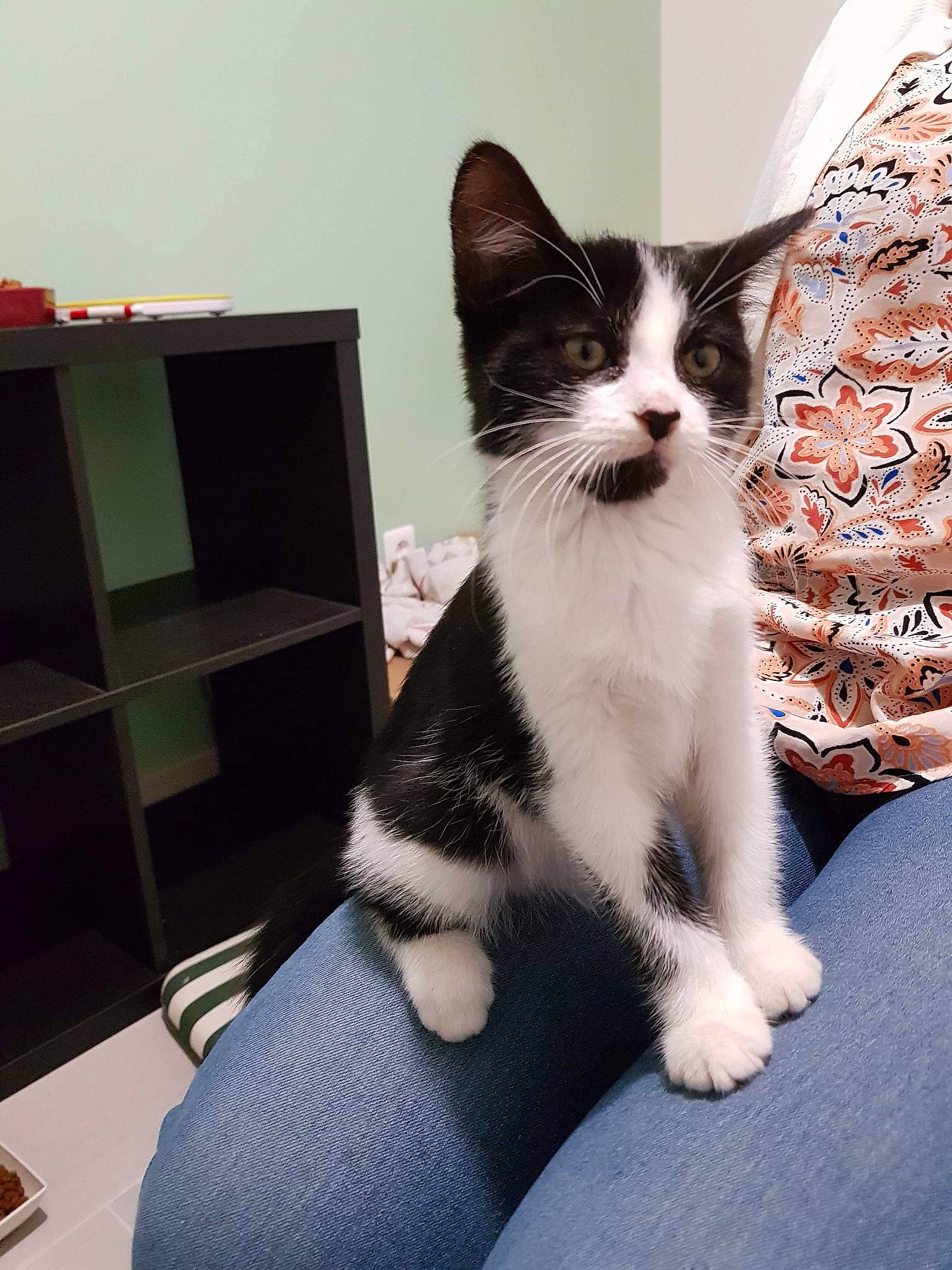 Mochi participe au concours pour gagner de l'argent avec cette photo : aegean_cat, american_wirehair, asian, carnivore, cat, domestic_short_haired_cat, ear, european_shorthair, felidae, fur, kitten, leg, mammal, polydactyl_cat, sitting, small_to_medium_sized_cats, tail, whiskers