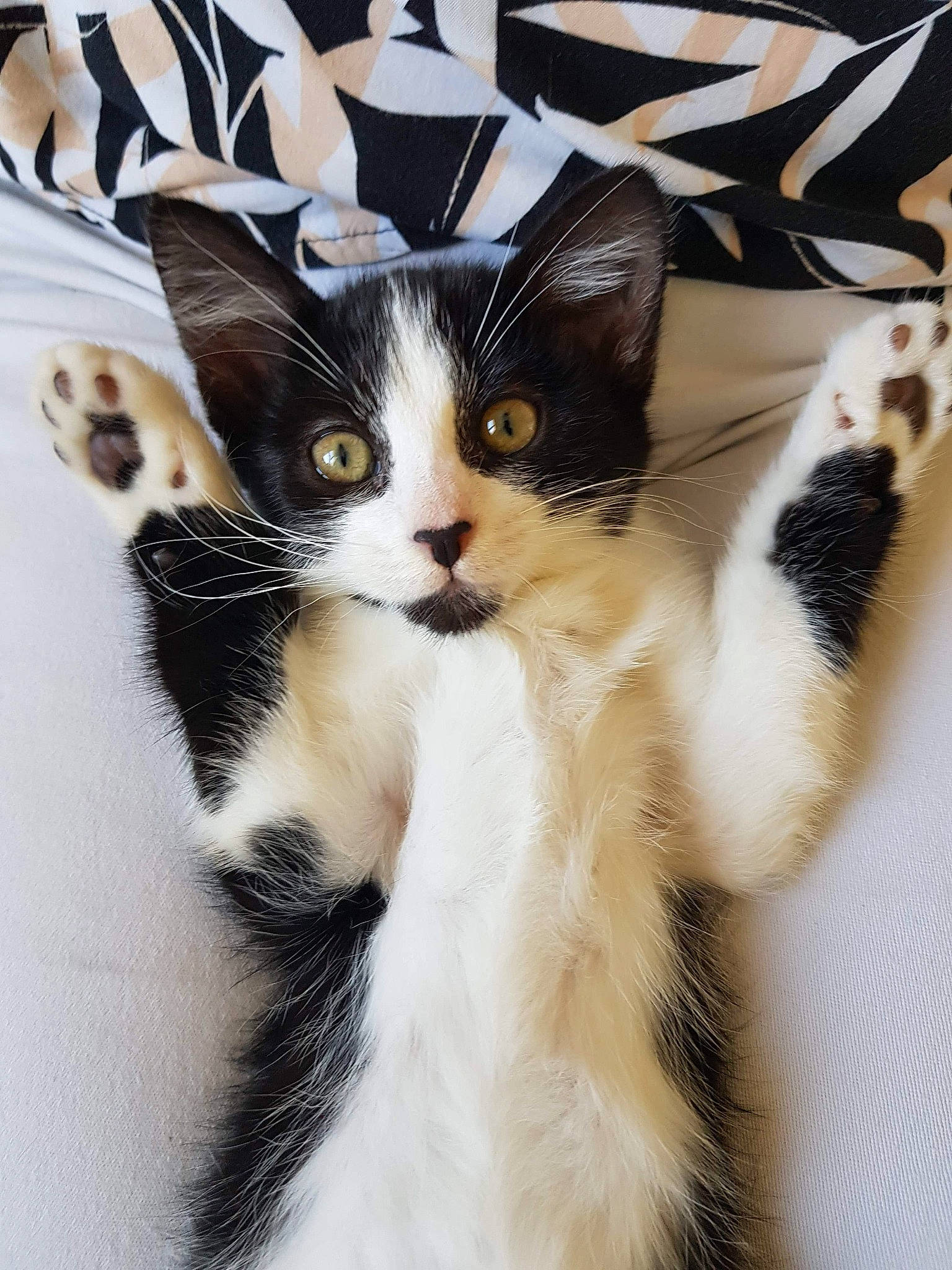 Mochi participe au concours pour gagner de l'argent avec cette photo : american_shorthair, american_wirehair, black_and_white, carnivore, cat, felidae, fur, kitten, mammal, polydactyl_cat, small_to_medium_sized_cats, tail, whiskers