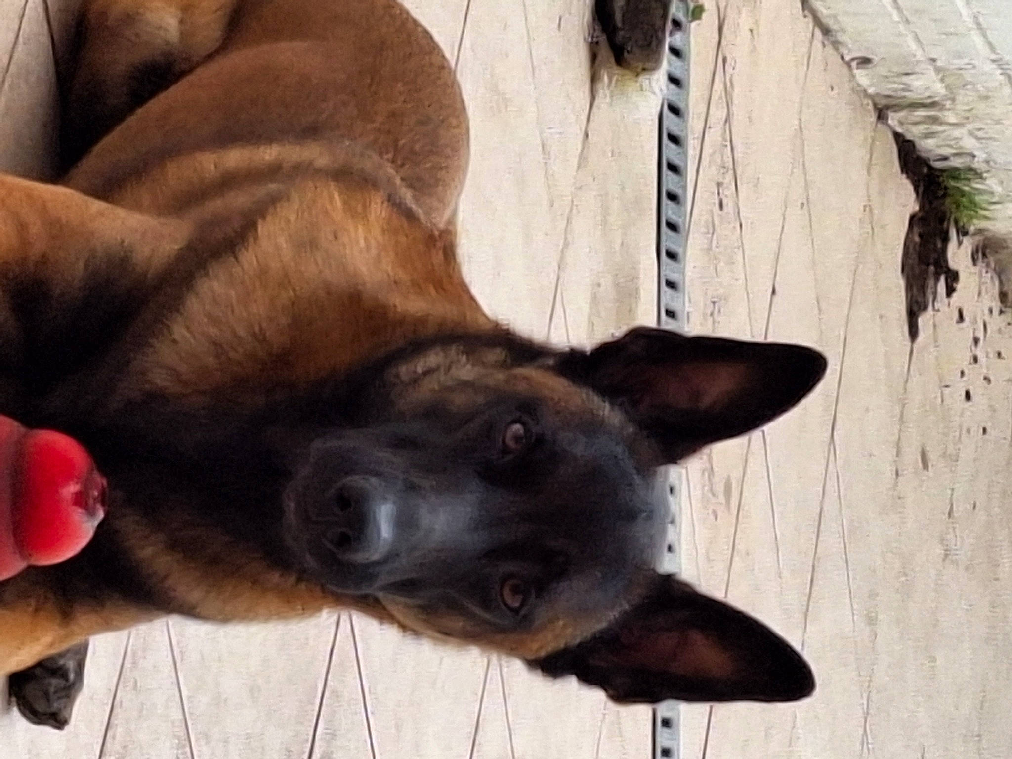 Zarko participe au concours pour gagner de l'argent avec cette photo : canidae, carnivore, comfort, companion_dog, dog, dog_breed, fawn, foot, fur, german_shepherd_dog, guard_dog, liver, non_sporting_group, paw, snout, sporting_group, whiskers, wood, working_animal, working_dog