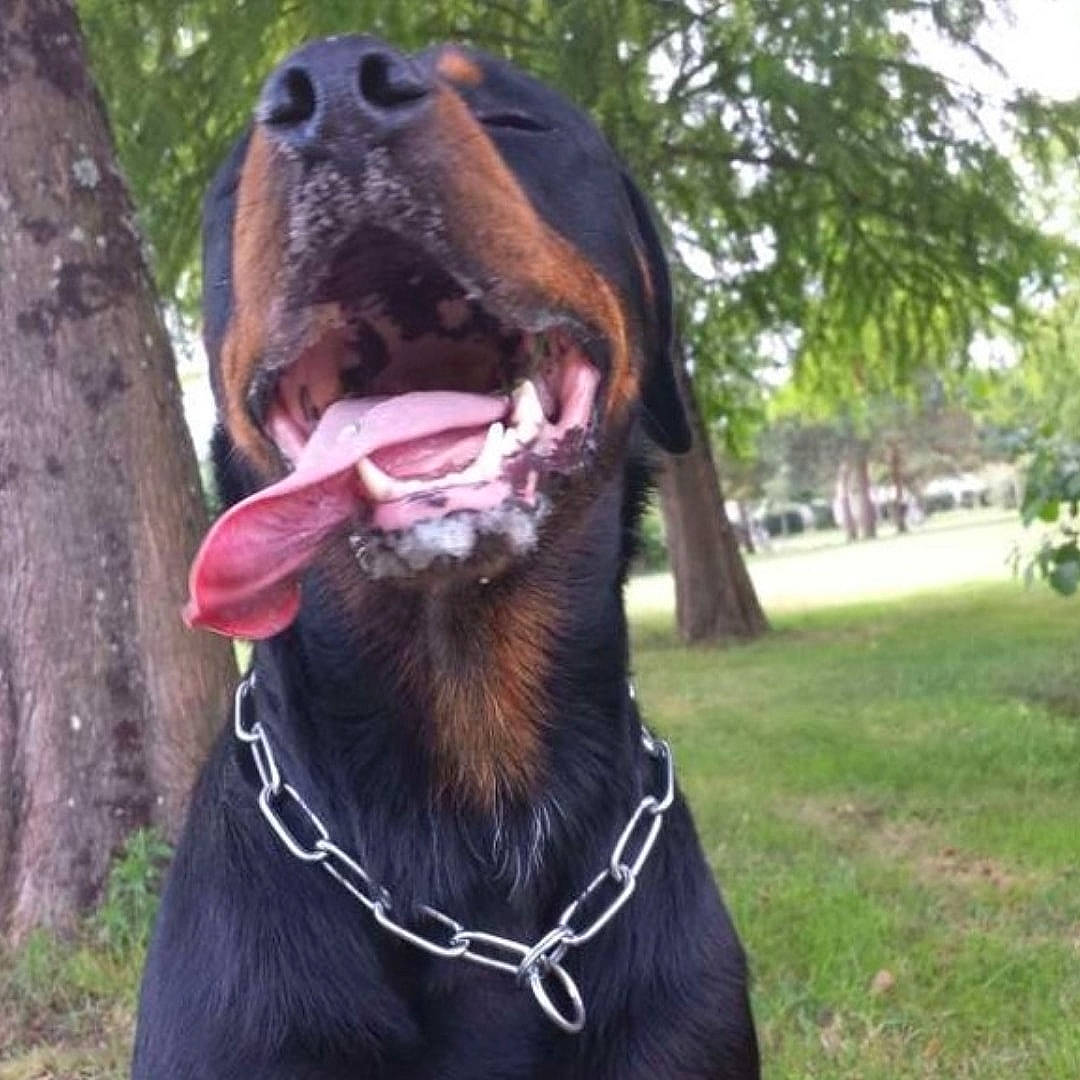 Jason a rejoint le concours — aidez-le/la à gagner de superbes lots ! black_and_tan_coonhound, canidae, carnivore, collar, dobermann, dog, dog_breed, dog_collar, ear, guard_dog, hunting_dog, liver, selfie, snout, sporting_group, vertebrate