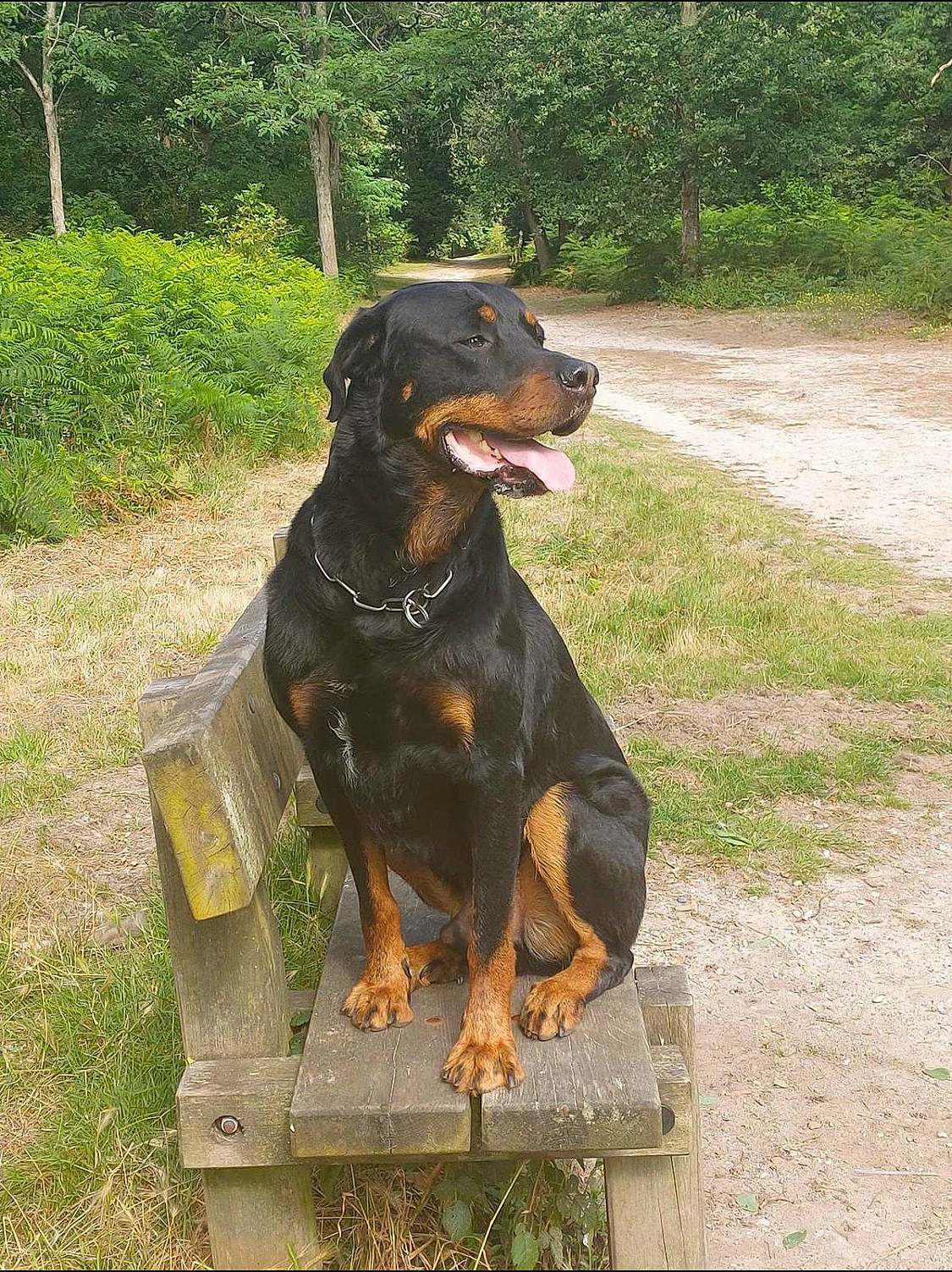 Jason a rejoint le concours — aidez-le/la à gagner de superbes lots ! canidae, carnivore, collar, companion_dog, dog, dog_breed, grass, guard_dog, hunting_dog, natural_material, plant, rottweiler, sporting_group, terrestrial_animal, tree, working_animal, working_dog