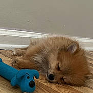 Aura is registered to the contest to win money with this photo: dog, puppy, sleeping, toy, blue_toy, wooden_floor, indoor, pet, cute, small_dog, fluffy, fur, nose, ear, resting, peaceful, house, baseboard, closeup, animal