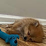 dog, puppy, sleeping, toy, blue_toy, wooden_floor, indoor, pet, cute, small_dog, fluffy, fur, nose, ear, resting, peaceful, house, baseboard, closeup, animal