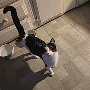 Jackson joined the competition — help win amazing prizes! cat, black_and_white, pet, kitchen, floor, tile, food_bowl, water_bowl, cabinet, curious, animal, indoor, shadow, domestic, feline, looking_up, whiskers, tail_up, flooring, quiet