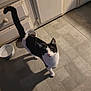 cat, black_and_white, pet, kitchen, floor, tile, food_bowl, water_bowl, cabinet, curious, animal, indoor, shadow, domestic, feline, looking_up, whiskers, tail_up, flooring, quiet