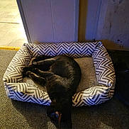 Bella joined the competition — help win amazing prizes! cat, black_cat, pet_bed, sleeping, indoor, carpet, cozy, patterned, furniture, shadow, animal, resting, cute, domestic_cat, relaxation, home, soft_lighting, fur, head_down, quiet