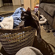 Bella is registered to the contest to win money with this photo: animal, basket_handle, black_cat, blanket, carpet, cat, couch, cozy, floor, furniture, home, indoor, kitchen, laundry_basket, living_room, paw, pet, relaxed, shoes, towels