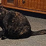 cat, tortoiseshell, pet, animal, feline, indoor, carpet, wooden_cabinet, shadow, curious, sitting, fur, tail, ears, eyes, home, domestic, quiet, calm, cozy