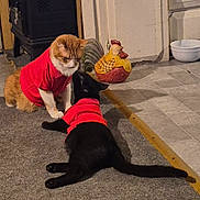 Jj Da Boss is registered to the contest to win money with this photo: animal, black_cat, bowls, carpet, cat, conversation, curious, decorative_chicken, domestic_animal, feline, floor, home, indoor, kitchen, lying_down, orange_cat, pet_clothing, red_shirt, sitting, two_animals