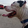 dog, close_up, side_profile, tongue_out, collar, harness, outdoor, gravel, vehicle, truck, sky, cloudy, power_lines, leash, pet, canine, animal, daytime, street, happy