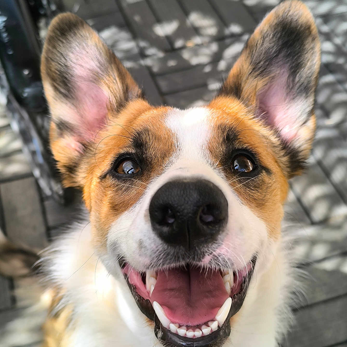 Luna participe au concours pour gagner de l'argent avec cette photo : dog, canine, pet, close_up, smiling, happy, ears, teeth, tongue, outdoor, wooden_deck, sunlight, shadow, face, fur, brown, white, black, animal, portrait