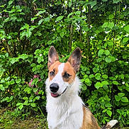 Luna participe au concours pour gagner de l'argent avec cette photo : dog, canine, pet, animal, outdoor, greenery, leaves, bush, grass, nature, ears, fur, white_fur, brown_fur, sitting, happy, tongue_out, portrait, daylight, background