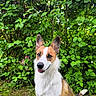 dog, canine, pet, animal, outdoor, greenery, leaves, bush, grass, nature, ears, fur, white_fur, brown_fur, sitting, happy, tongue_out, portrait, daylight, background