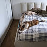 Luna participe au concours pour gagner de l'argent avec cette photo : dog, bed, blanket, pillow, wooden_floor, bedroom, indoor, resting, furniture, canine, pet, relaxed, cozy, sleepy, light, home, comfort, white_wall, soft_furnishing, quiet