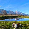 Luna participe au concours pour gagner de l'argent avec cette photo : dog, grass, pond, reflection, mountains, sky, outdoor, nature, landscape, sunlight, blue_sky, snow, field, canine, animal, happy, tongue_out, daytime, scenic, peaceful