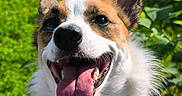 Luna participe au concours pour gagner de l'argent avec cette photo : dog, tongue_out, happy, smiling, outdoor, greenery, fur, pet, animal, canine, nature, sunlight, ears, closeup, portrait, cute, playful, bright, summer, friendly