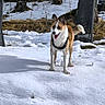 dog, snow, outdoor, animal, forest, tree, grass, pet, canine, happy, tongue_out, ears_up, winter, nature, muzzle, fur, standing, leash, daylight, playful