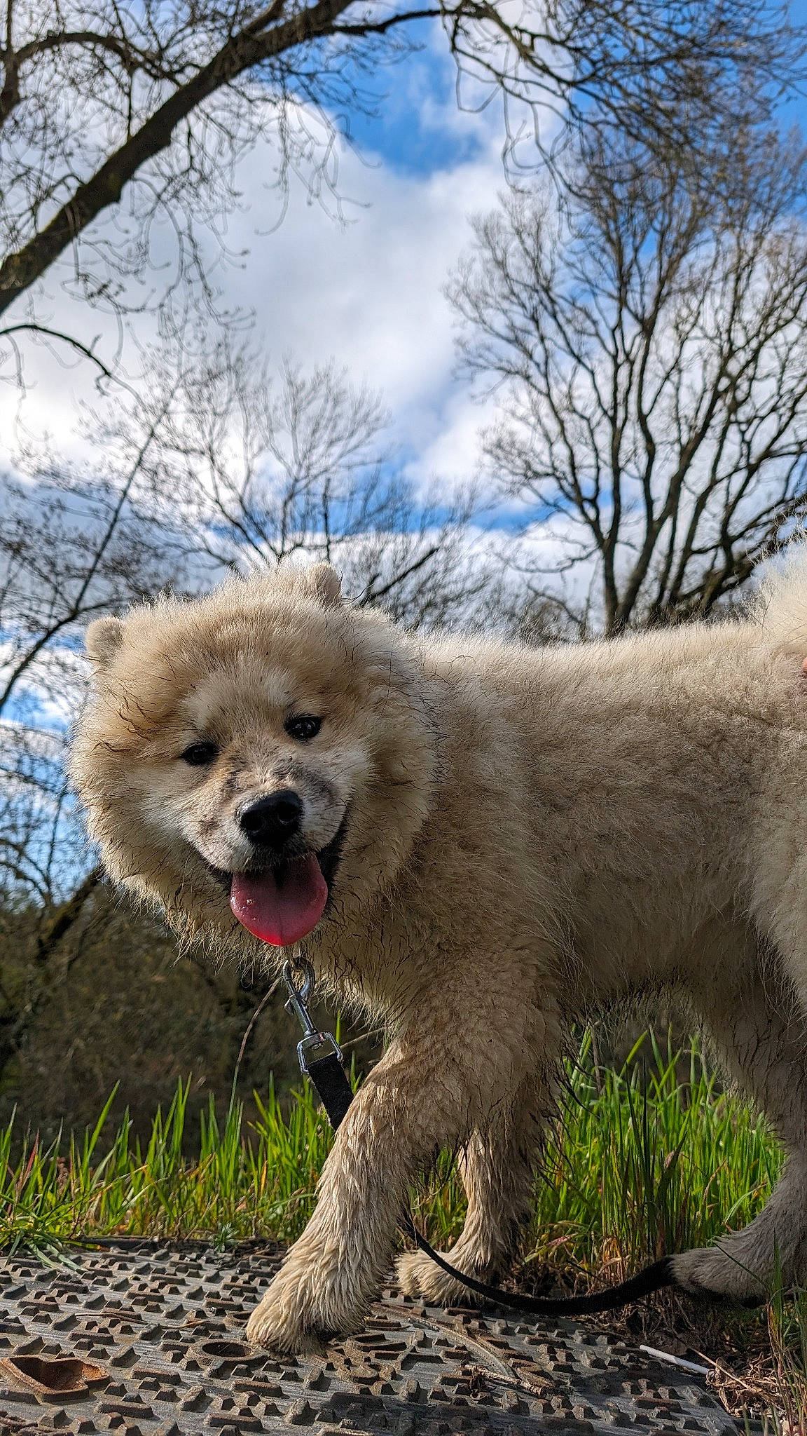 Yüna a rejoint le concours — aidez-le/la à gagner de superbes lots ! canidae, carnivore, cloud, companion_dog, dog, dog_breed, fawn, fur, grass, plant, poodle, sky, snout, sporting_group, terrestrial_animal, terrier, tree, water_dog, wildlife, working_animal