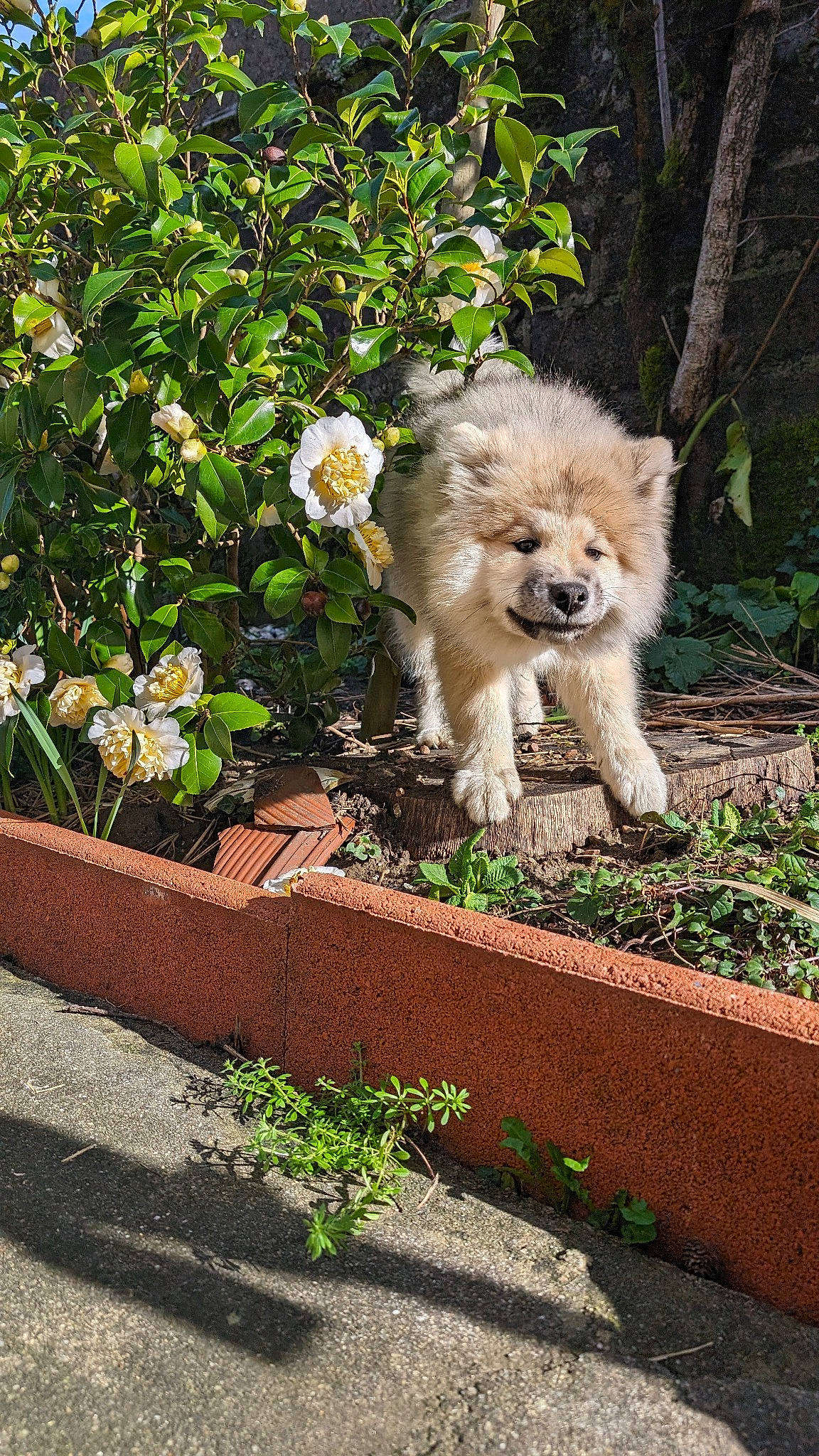 Yüna participe au concours pour gagner de l'argent avec cette photo : canidae, carnivore, companion_dog, dog, dog_breed, fawn, felidae, flower, flowerpot, garden, grass, plant, road_surface, shrub, sidewalk, sporting_group, tail, terrier, toy_dog, tree