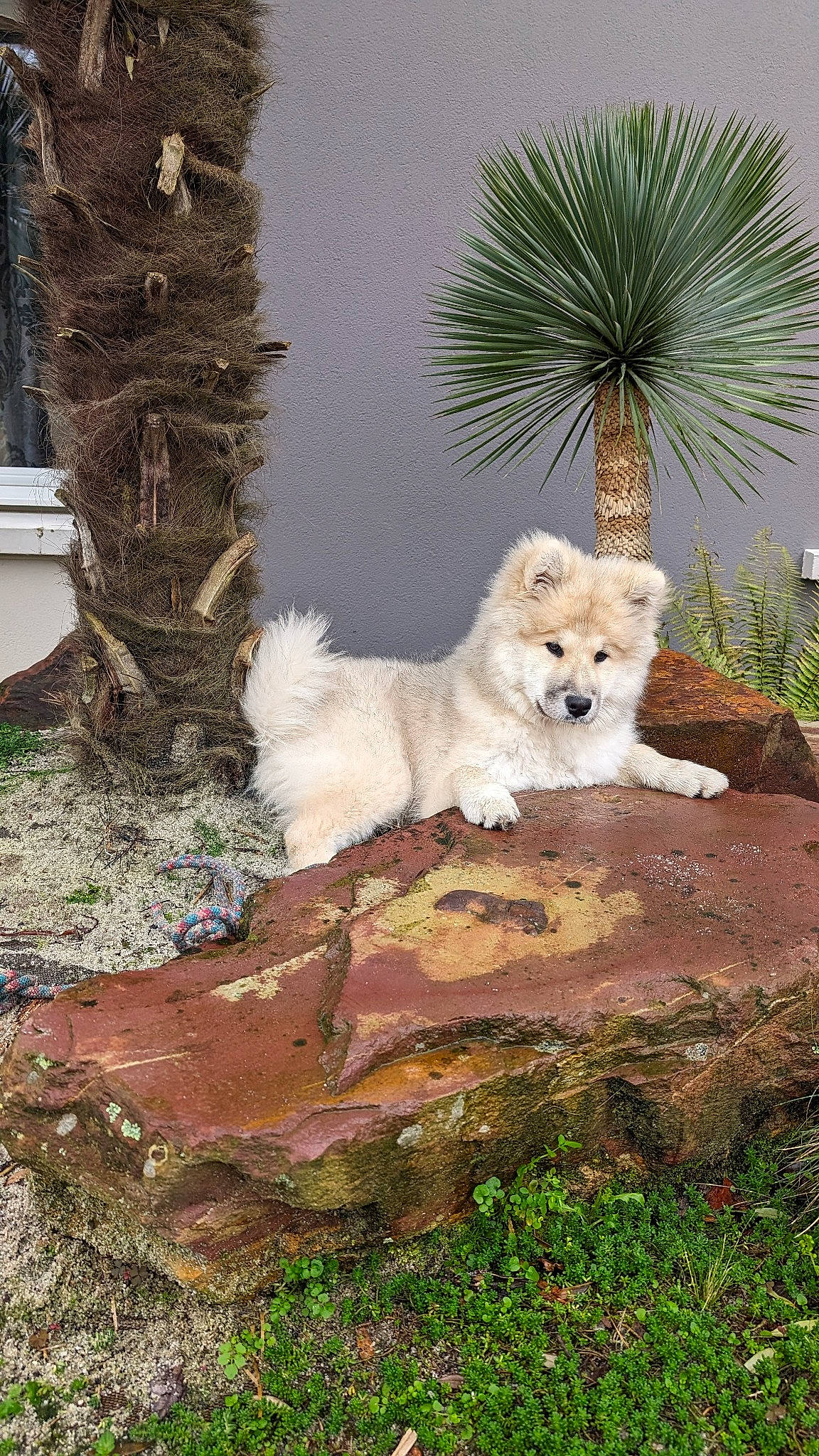 Yüna participe au concours pour gagner de l'argent avec cette photo : canidae, carnivore, companion_dog, dog, dog_breed, fawn, felidae, german_spitz, german_spitz_klein, grass, landscape, plant, rock, spitz, tail, tree, trunk, volpino_italiano, wildlife, wood