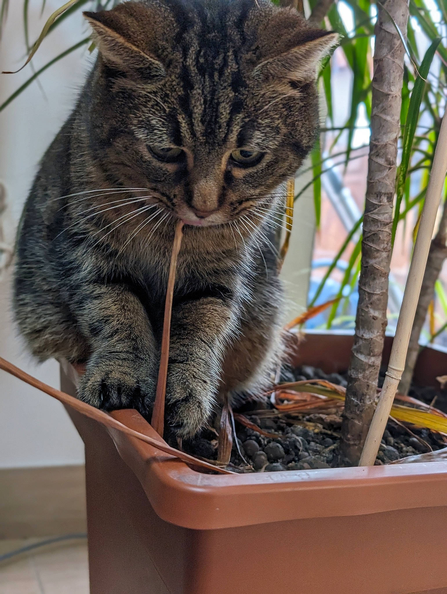Pépette participe au concours pour gagner de l'argent avec cette photo : carnivore, cat, cat_supply, fawn, felidae, flowerpot, fur, grass, houseplant, pet_supply, plant, small_to_medium_sized_cats, snout, tail, terrestrial_animal, terrestrial_plant, tree, twig, whiskers, wood